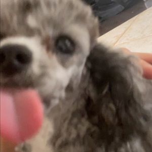 Meet your Posher, Georgia